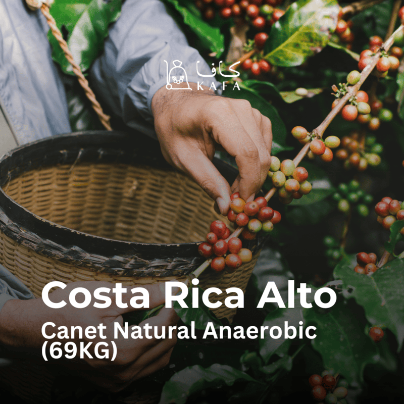 Costa Rica - Alto Canet Natural Anaerobic (69KG) - E240222