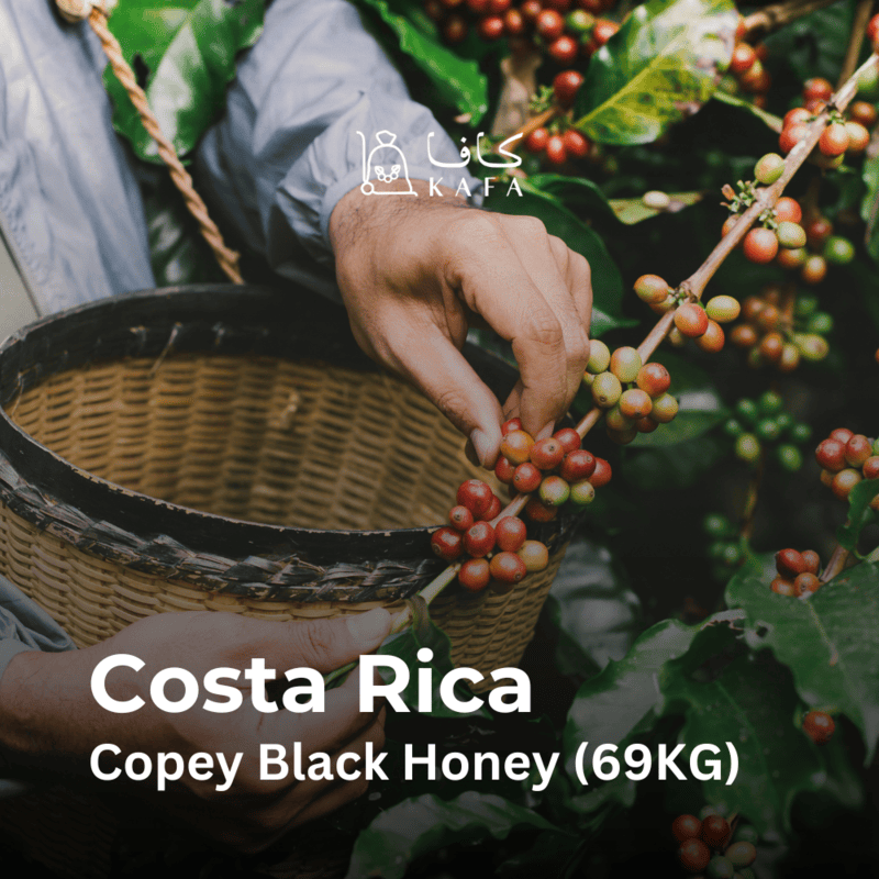 Costa Rica - Copey Black Honey (69KG) - E240225