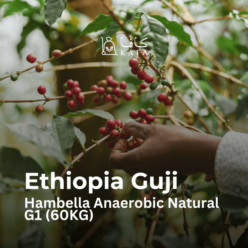 Ethiopia - Guji Hambella Anaerobic Natural G1 (60KG) - E240113