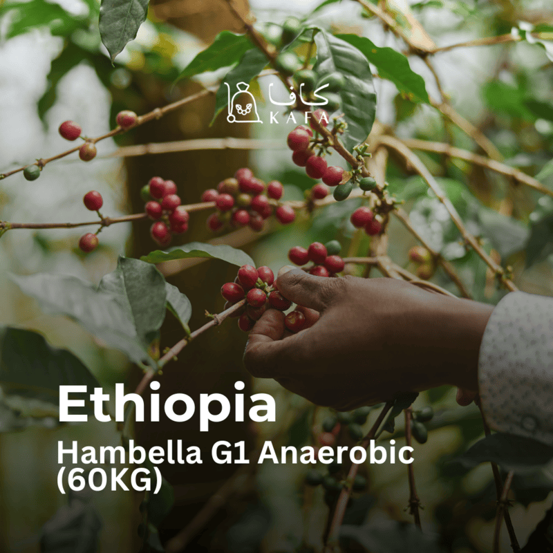 Ethiopia - Hambella G1 Anaerobic (60KG) - E240182